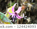 Spring is in full bloom! Katakuri (dogtooth violets) have started to bloom again this year. Spring is in full bloom! Katakuri (dogtooth violets) have started to bloom again this year. 124424093