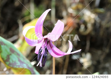 Spring is in full bloom! Katakuri (dogtooth violets) have started to bloom again this year. Spring is in full bloom! Katakuri (dogtooth violets) have started to bloom again this year. 124424093