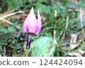 Spring is in full bloom! Katakuri (dogtooth violets) have started to bloom again this year. Spring is in full bloom! Katakuri (dogtooth violets) have started to bloom again this year. 124424094