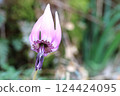 Spring is in full bloom! Katakuri (dogtooth violets) have started to bloom again this year. Spring is in full bloom! Katakuri (dogtooth violets) have started to bloom again this year. 124424095