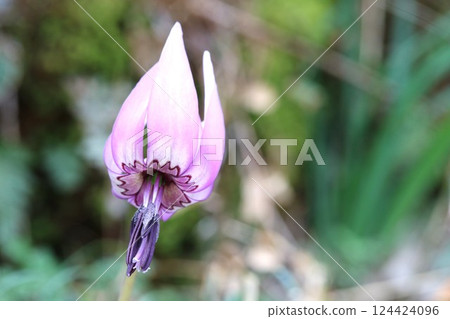 春暖花開！卡塔庫栗（狗牙紫羅蘭）今年又開始開花了。 124424096