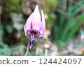 Spring is in full bloom! Katakuri (dogtooth violets) have started to bloom again this year. Spring is in full bloom! Katakuri (dogtooth violets) have started to bloom again this year. 124424097