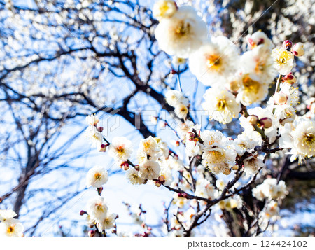 Neat white plum blossoms in full bloom heralding the arrival of spring 124424102
