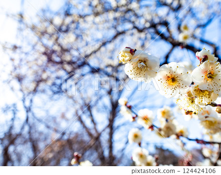 Neat white plum blossoms in full bloom heralding the arrival of spring 124424106