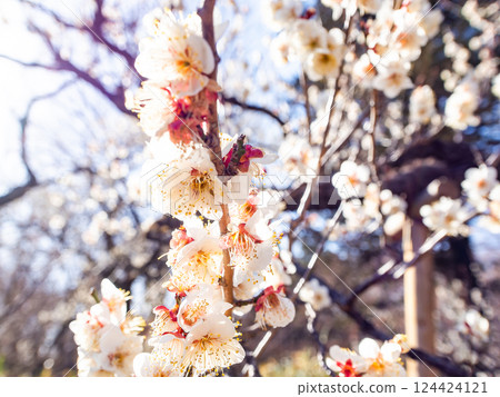 Neat white plum blossoms in full bloom heralding the arrival of spring Neat white plum blossoms in full bloom heralding the arrival of spring 124424121