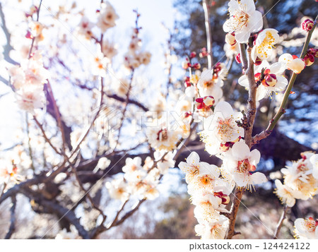 Neat white plum blossoms in full bloom heralding the arrival of spring Neat white plum blossoms in full bloom heralding the arrival of spring 124424122