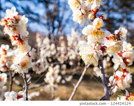 Neat white plum blossoms in full bloom heralding the arrival of spring Neat white plum blossoms in full bloom heralding the arrival of spring 124424124