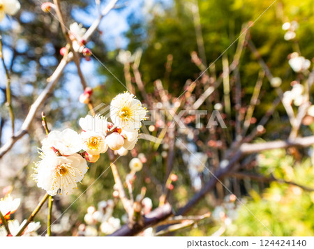 Neat white plum blossoms in full bloom heralding the arrival of spring 124424140