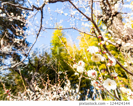 Neat white plum blossoms in full bloom heralding the arrival of spring 124424144