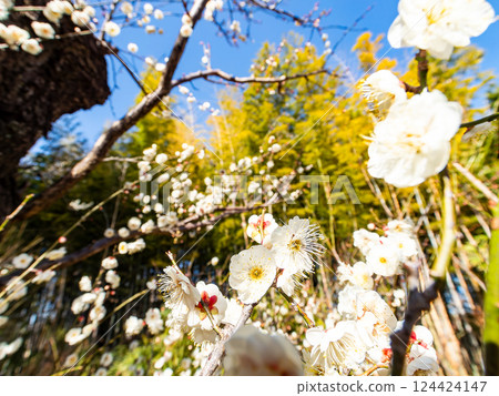 Neat white plum blossoms in full bloom heralding the arrival of spring Neat white plum blossoms in full bloom heralding the arrival of spring 124424147