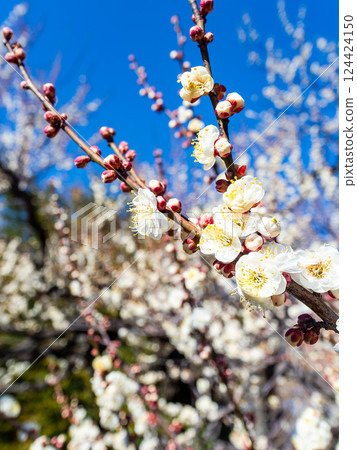 Neat white plum blossoms in full bloom heralding the arrival of spring 124424150