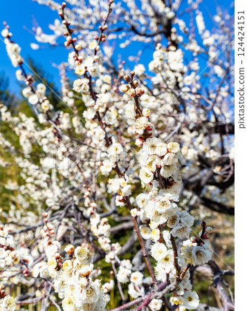 潔白的梅花盛開預示著春天的到來 潔白的梅花盛開預示著春天的到來 124424151