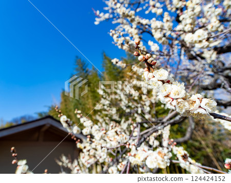 潔白的梅花盛開預示著春天的到來 潔白的梅花盛開預示著春天的到來 124424152