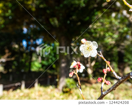 美麗的梅花終於在新年裡綻放 124424208