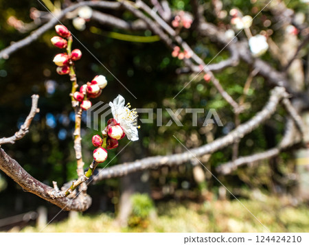 美麗的梅花終於在新年裡綻放 美麗的梅花終於在新年裡綻放 124424210