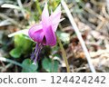 Spring is in full bloom! Katakuri (dogtooth violets) have started to bloom again this year. Spring is in full bloom! Katakuri (dogtooth violets) have started to bloom again this year. 124424242