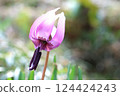 Spring is in full bloom! Katakuri (dogtooth violets) have started to bloom again this year. Spring is in full bloom! Katakuri (dogtooth violets) have started to bloom again this year. 124424243