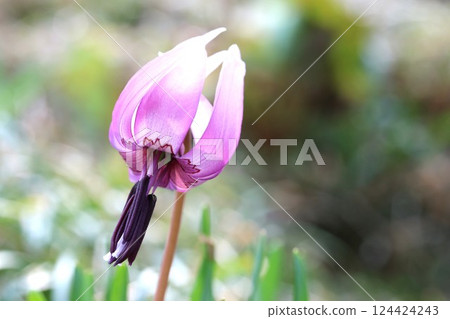 Spring is in full bloom! Katakuri (dogtooth violets) have started to bloom again this year. Spring is in full bloom! Katakuri (dogtooth violets) have started to bloom again this year. 124424243