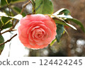 Otome-tsubaki (camellia) blooming quietly in the shade Otome-tsubaki (camellia) blooming quietly in the shade 124424245