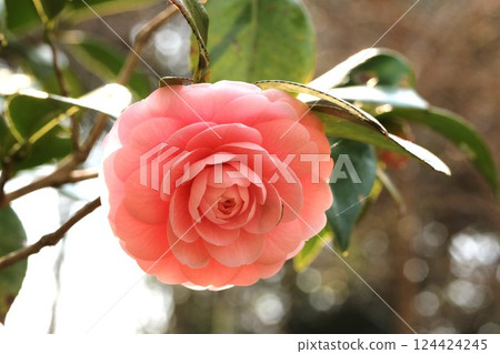 Otome-tsubaki (camellia) blooming quietly in the shade Otome-tsubaki (camellia) blooming quietly in the shade 124424245