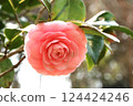 Otome-tsubaki (camellia) blooming quietly in the shade Otome-tsubaki (camellia) blooming quietly in the shade 124424246