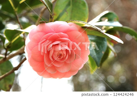 Otome-tsubaki (camellia) blooming quietly in the shade 124424246