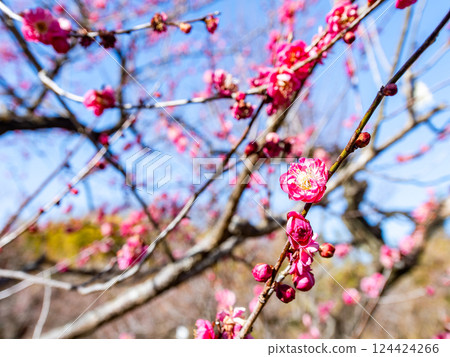 Cute red plum blossoms in full bloom signal the arrival of spring 124424266