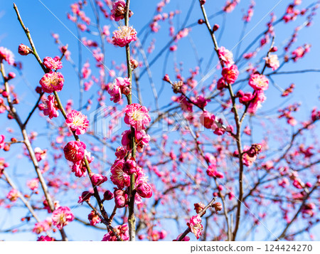Cute red plum blossoms in full bloom signal the arrival of spring Cute red plum blossoms in full bloom signal the arrival of spring 124424270