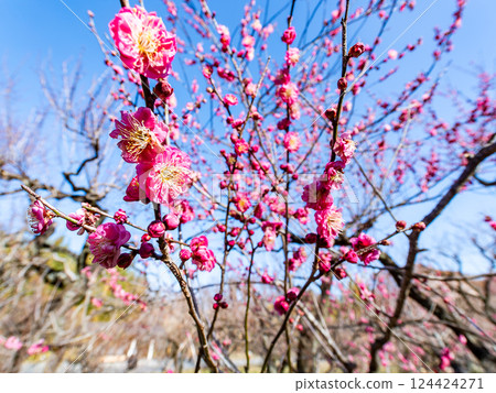 Cute red plum blossoms in full bloom signal the arrival of spring Cute red plum blossoms in full bloom signal the arrival of spring 124424271
