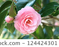 The pink petals are so beautiful! Otome Tsubaki (Maiden Camellia) The pink petals are so beautiful! Otome Tsubaki (Maiden Camellia) 124424301