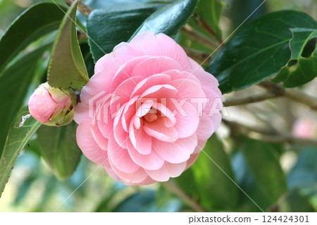 The pink petals are so beautiful! Otome Tsubaki (Maiden Camellia) The pink petals are so beautiful! Otome Tsubaki (Maiden Camellia) 124424301