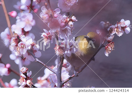 白眼吸梅花蜜 白眼吸梅花蜜 124424314