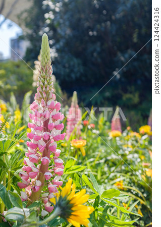 Close-up of foxglove in the garden under sunlight 124424316