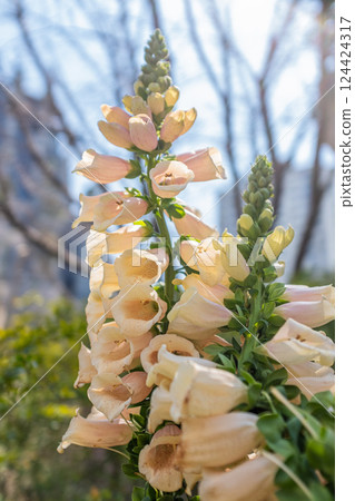 陽光下花園裡的毛地黃特寫 124424317