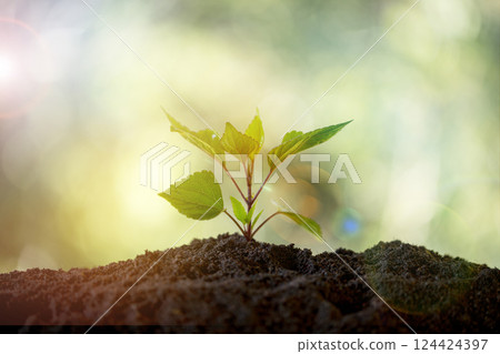 Environment, save clean planet, ecology concept. World Earth Day. Young green plant growing at sunlight. Seedling are growing in soil with water drops and sunlight in morning. World Soil Day. Environment, save clean planet, ecology concept. World Earth Day. Young green plant growing at sunlight. Seedling are growing in soil with water drops and sunlight in morning. World Soil Day. 124424397