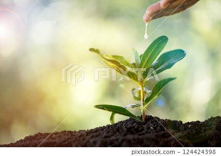 Environment, save clean planet, ecology concept. World Earth Day. Young green plant growing at sunlight. Seedling are growing in soil with water drops and sunlight in morning. World Soil Day. Environment, save clean planet, ecology concept. World Earth Day. Young green plant growing at sunlight. Seedling are growing in soil with water drops and sunlight in morning. World Soil Day. 124424398