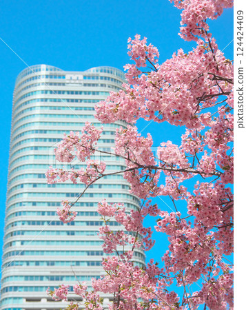Kawazu cherry blossoms in full bloom and Sengokuyama Mori Tower (March 2025) 124424409