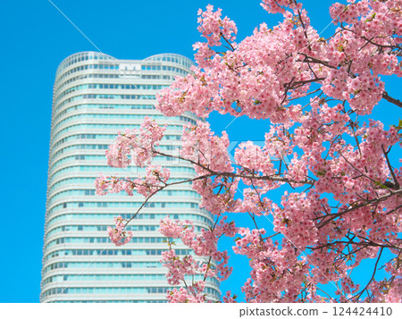 Kawazu cherry blossoms in full bloom and Sengokuyama Mori Tower (March 2025) 124424410