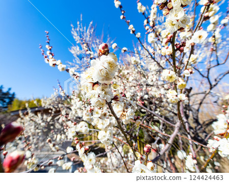 Neat white plum blossoms in full bloom heralding the arrival of spring Neat white plum blossoms in full bloom heralding the arrival of spring 124424463