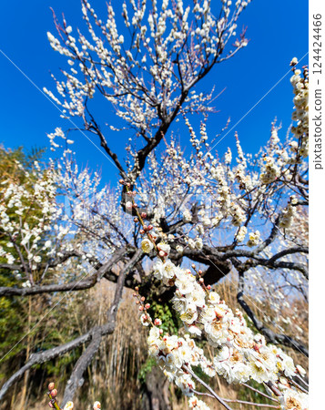 Neat white plum blossoms in full bloom heralding the arrival of spring Neat white plum blossoms in full bloom heralding the arrival of spring 124424466
