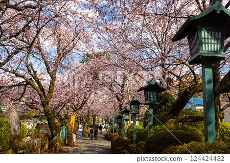 Angyohara, Kawaguchi City, Saitama Prefecture Kaijuzan Manpukuji Mikkō-in Temple - Rows of Angyo cherry blossom trees and lanterns along the approach to the temple 124424482