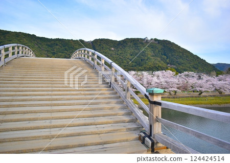 櫻花，櫻花樹，錦帶橋，山口 124424514
