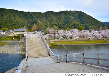 櫻花，櫻花樹，錦帶橋，山口 124424515
