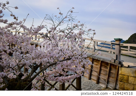 櫻花，櫻花樹，錦帶橋，山口 124424518