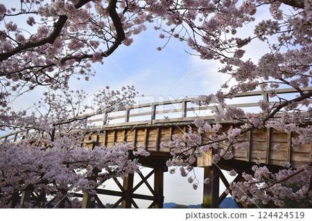 櫻花，櫻花樹，錦帶橋，山口 124424519