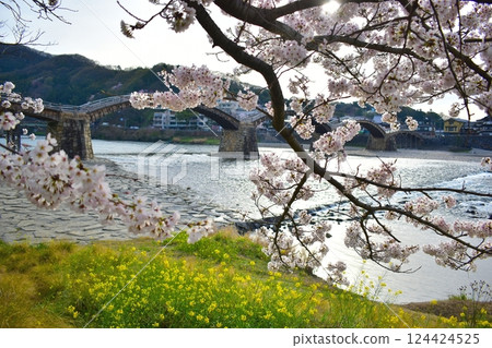 櫻花, 櫻花, 油菜花, 錦帶橋, 山口 124424525