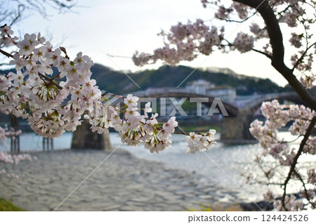 櫻花，櫻花樹，錦帶橋，山口 124424526