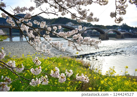 櫻花, 櫻花, 油菜花, 錦帶橋, 山口 124424527