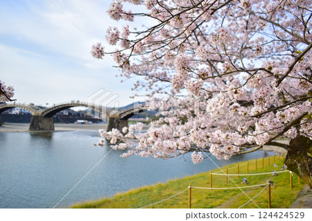 櫻花,櫻花樹,錦帶橋,山口 櫻花,櫻花樹,錦帶橋,山口 124424529