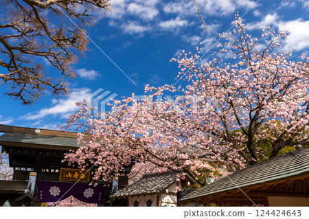 Angyohara, Kawaguchi City, Saitama Prefecture, Kaijuzan Manpukuji Temple Mikkō-in Temple, Angyo cherry blossoms in front of the temple gate on the approach to the temple 124424643